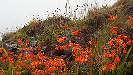 montbretia,紅色,鮮花