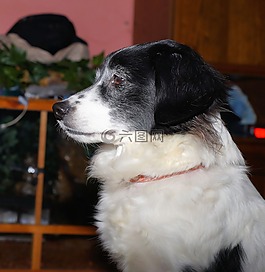 狗,男性,動物