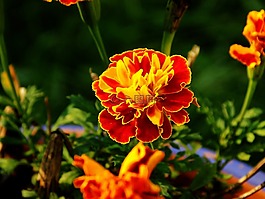 万寿菊,花,盛开