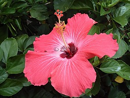 槿,粉紅色的芙蓉,單綻放