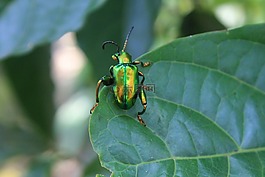 綠色的 bug,昆蟲,動(dòng)物