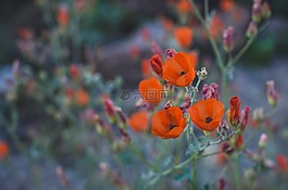 花的,水華,開花