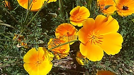 黃色,橙色,花
