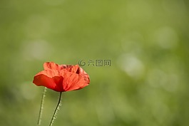 花,性質(zhì),廠