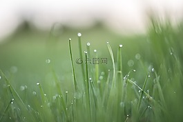 草,滴,刀片
