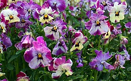 潘茜,鮮花,廠