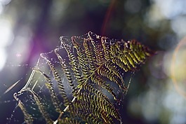 web,蕨類植物,譜