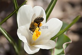 蜜蜂,番紅花,花