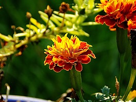 萬壽菊,花,盛開