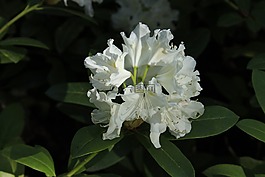花,植物區(qū)系,自然
