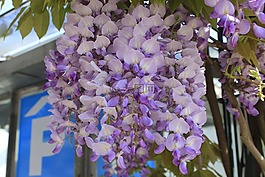 花,植物區(qū)系,花園
