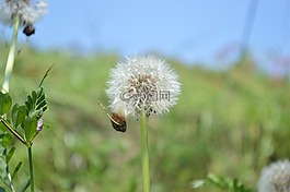 蒲公英,绒毛,植物