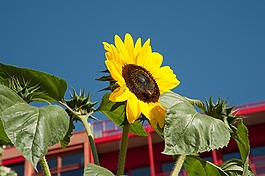 太陽花,花,開花