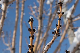 戶外,自然,樹