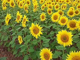 向日葵,girasol,girasoles