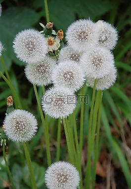 蒲公英,開花,指出花