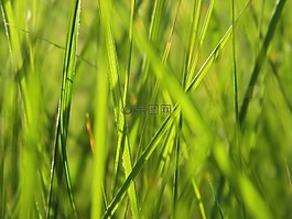 草,增長,植物區(qū)系
