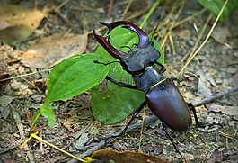 roháč,lucanus 鹿,甲虫