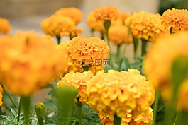 鮮花,黃色,橙