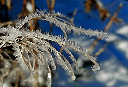 弗羅斯特,冬天,雪