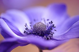 花,性質(zhì),模糊