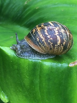 蝸牛,葉,新鮮