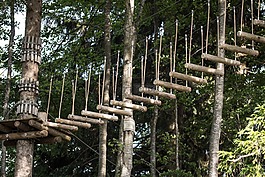 森林,阿爾高,攀登花園