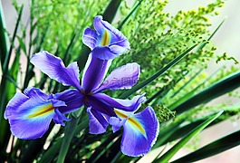 鳶尾花,花,自然