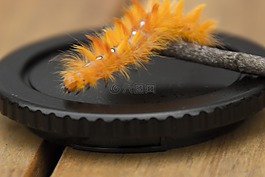 卡特彼勒,動(dòng)物,bug
