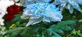 花,大丽花,白