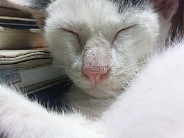 猫,可爱,鼻子