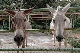 動物,特寫,驢