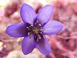 海葵,花,開花