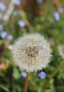 蒲公英,花,性質(zhì)