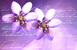 鮮花,紫,字體