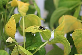 蜜蜂,葉,葉子