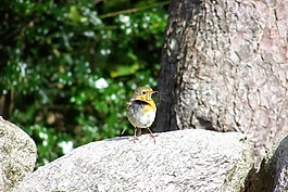 羅賓,鳥,鳴鳥
