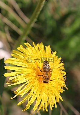 蜜蜂,性質(zhì),花