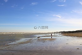 海灘,狗,水