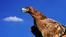阿德勒,鷙鳥,猛禽