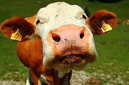 牛,動物,鼻子