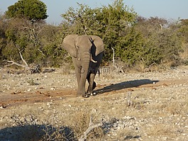 野生動物,大象,納米比亞