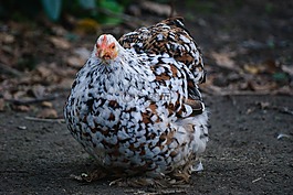 短期低,母雞,gallinacées