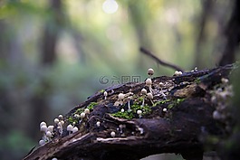 蘑菇,自然,秋