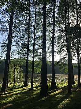東湖,光影,豎