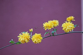 科,鮮花,花園