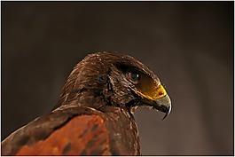 鳥(niǎo),動(dòng)物區(qū)系,性質(zhì)