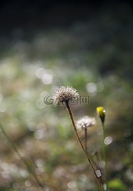 花,自然,綠色