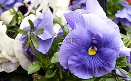 潘茜,花,春天的花朵
