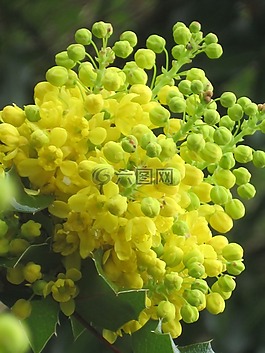 黃色,花,芽